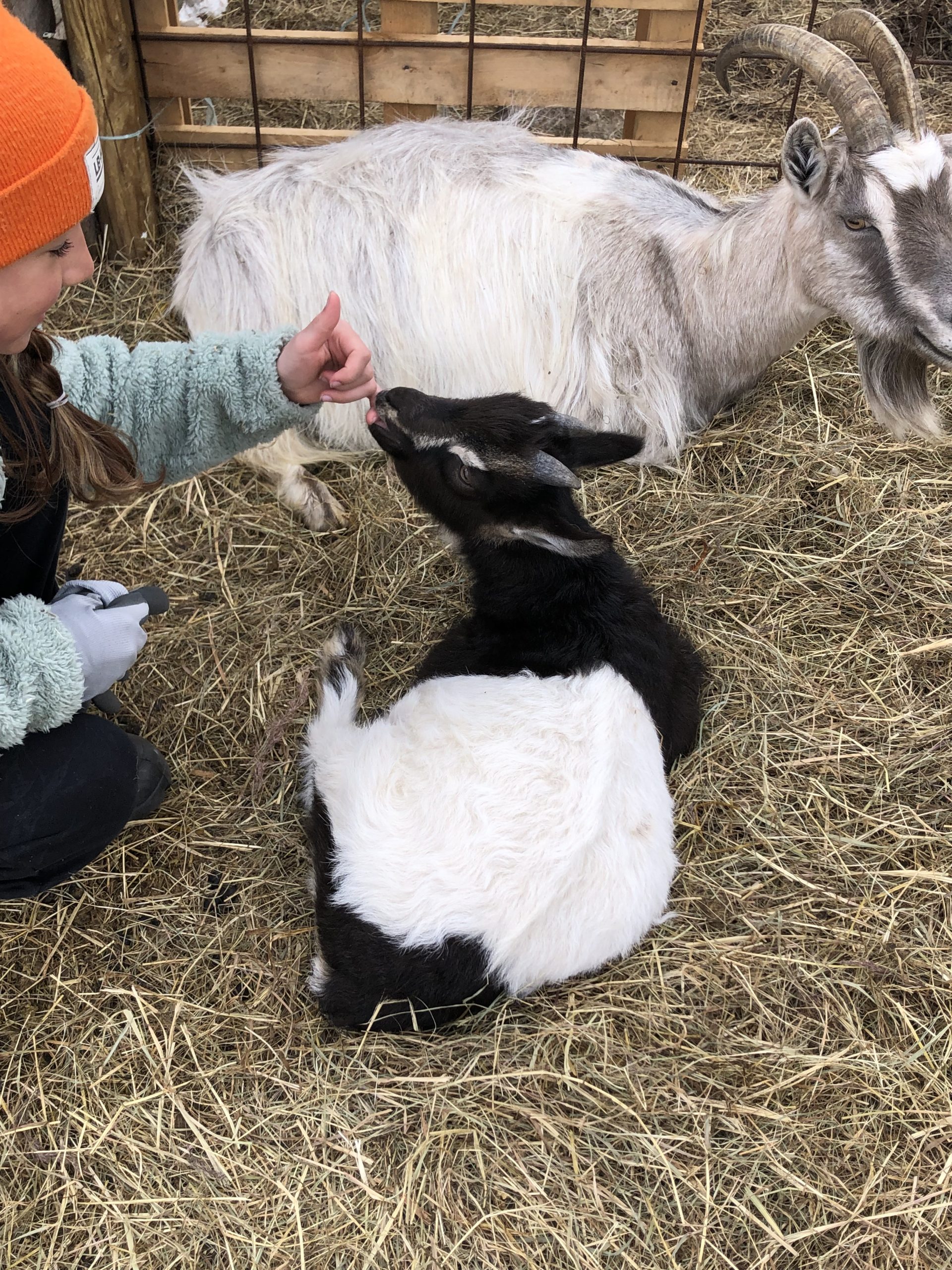 En get som nafsar på en elevs finger.