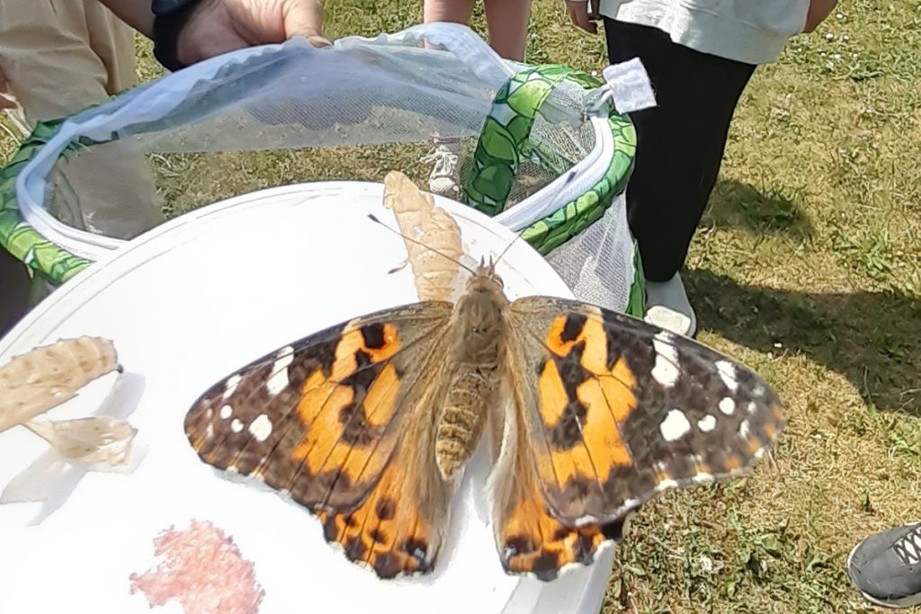 En stor fjäril som är redo att flyga iväg.